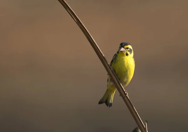 Pinzón amarillo-Chloris spinoides en perca —  Fotos de Stock