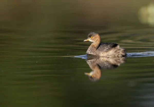 Η μικρή Grebe σε μια λιμνούλα την αυγή — Φωτογραφία Αρχείου