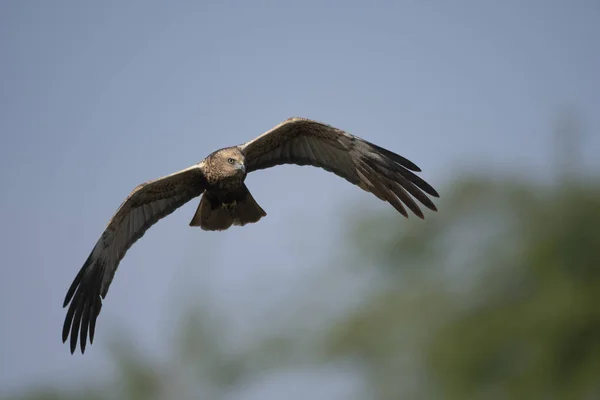 Marsh harrier Flying — Stock Photo, Image