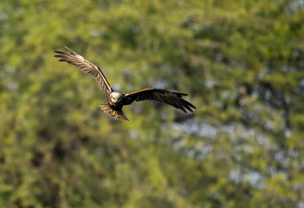 Marsh harrier Flying — Stock Photo, Image