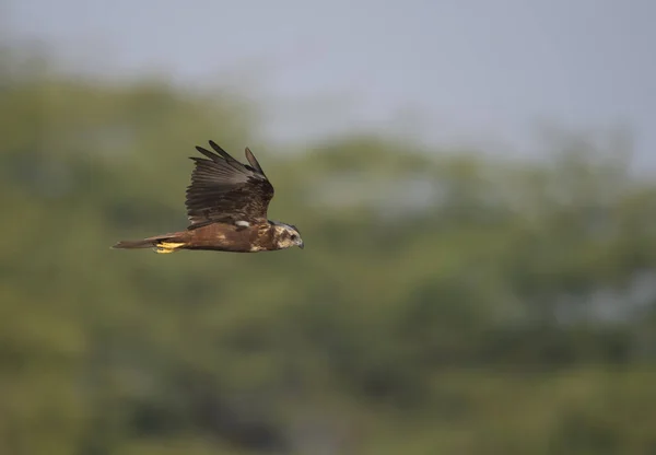 Marsh Harrier Voando — Fotografia de Stock