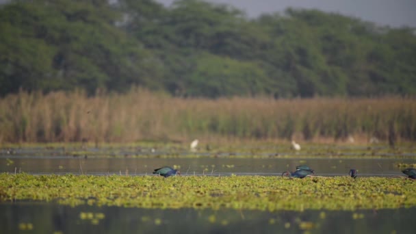 Rebanho Pássaros Zona Húmida Pela Manhã — Vídeo de Stock