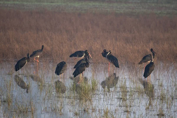 Svart stork — Stockfoto