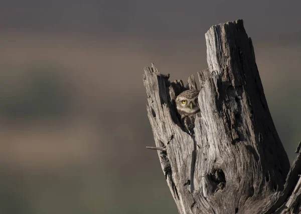 Die gefleckte Eule im Nest — Stockfoto