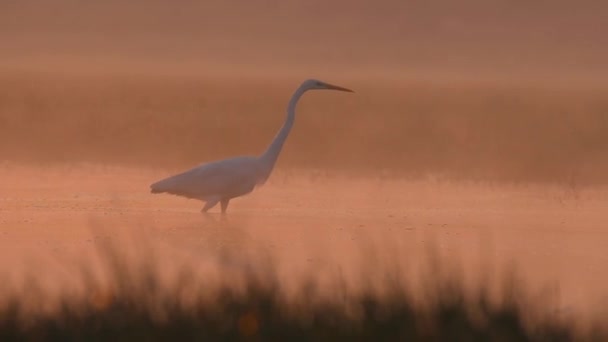 Great Egret Fishing Sunrise Misty Morning — Stock Video