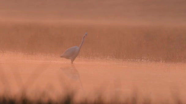 Great Egret en la mañana brumosa — Vídeos de Stock