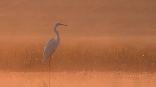 Great Egret Wetland Misty Morning — 비디오