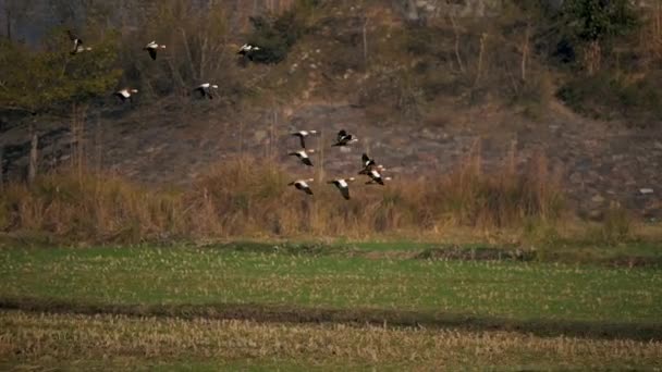 Σμήνος Του Ruddy Shelduck Που Πετάει — Αρχείο Βίντεο