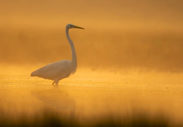Volavka bílá v mlhavé ráno — Stock fotografie