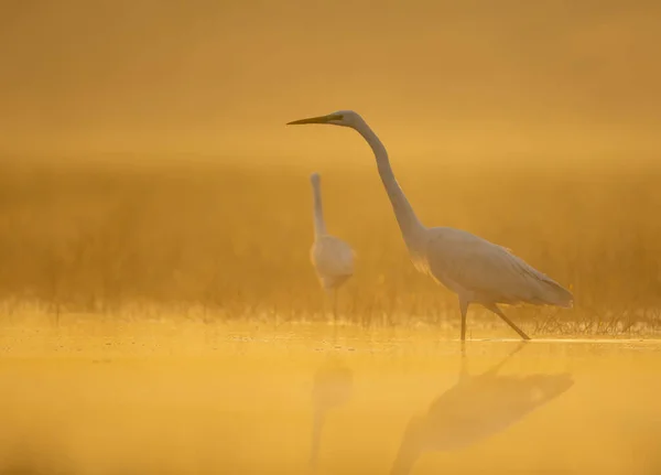 Great Egret en la mañana brumosa — Foto de Stock