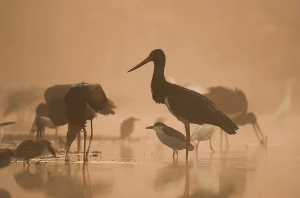 Rebanho de cegonhas negras Pesca ao nascer do sol em Misty manhã — Fotografia de Stock