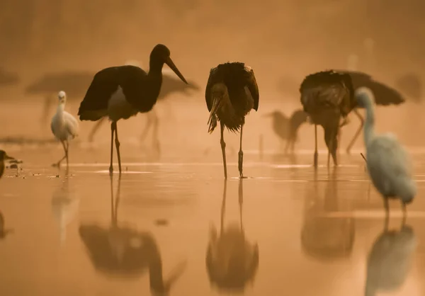 Rebanho de cegonhas negras Pesca ao nascer do sol em Misty manhã — Fotografia de Stock