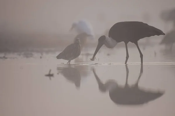 Weißhalsstorchfischen — Stockfoto