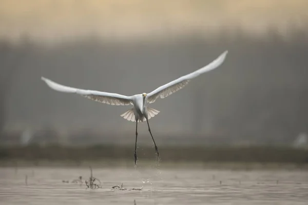 Grande Egret Nascer Sol — Fotografia de Stock