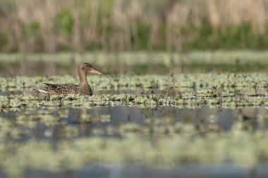 Bataklıkta Kuzeyli kürekçi 
