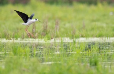 Kara Kanatlı Stilt Bataklıkta
