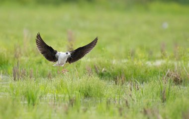 Kara Kanatlı Stilt Bataklıkta