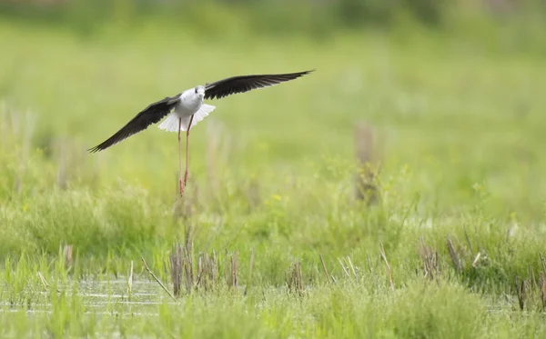 Zwarte Gevleugelde Stilt Wetland — Stockfoto