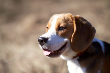 köpek beagle oyun çayır orman alanı