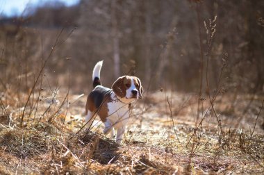 köpek beagle oyun çayır orman alanı