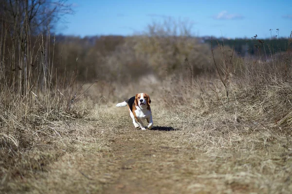 Собака бігл грає на лужному лісовому полі Стокове Фото