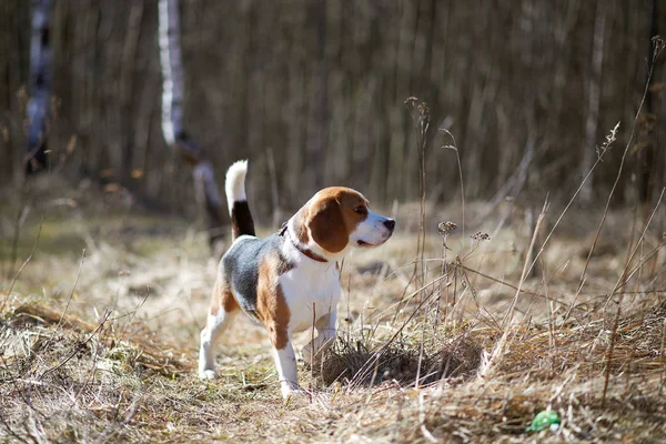 Собака бігл грає на лужному лісовому полі Стокове Зображення