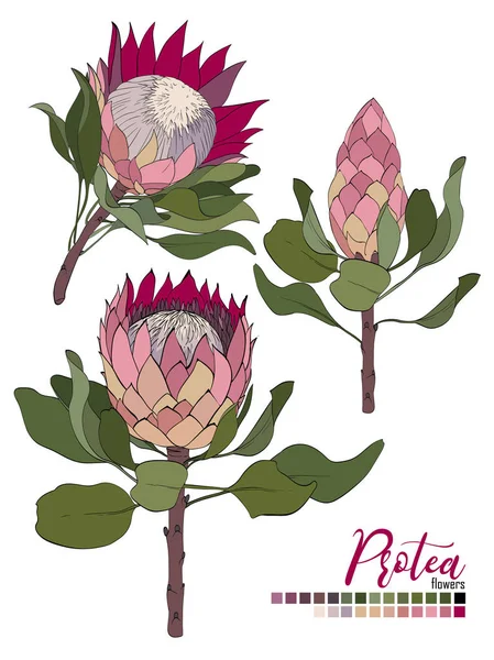Vector design bouquet floral: flores flor Protea e folhas. Vetor de casamento convidar cartão —  Vetores de Stock