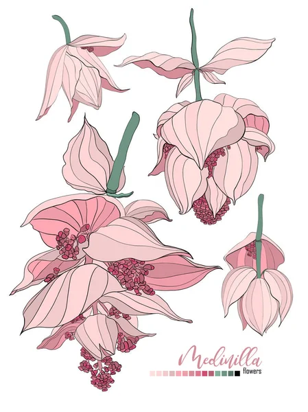 Vektör çiçek buketi tasarım: Bahçe pembe şeftali lavanta kremsi pudra soluk Medinilla çiçek. Düğün vektör davet kartı.