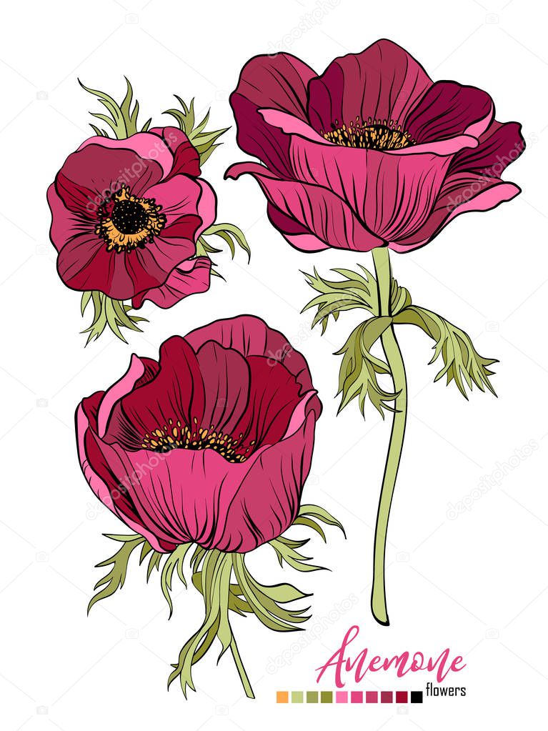 Vector floral bouquet design: garden red burgundy Anemony flower. Wedding vector invite card.