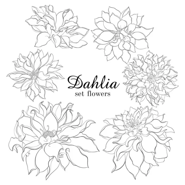 Matita schizzo disegnato a mano set fiori di Dahlia. Disegno vettoriale fiori illustrazione isolato su sfondo bianco — Vettoriale Stock