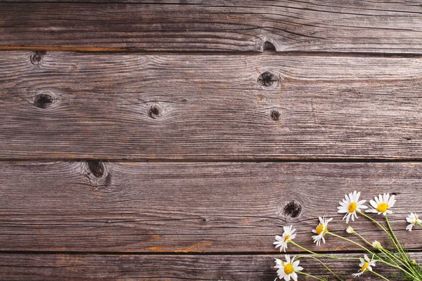 Papatya çiçeği bir köşesinde rustik, ahşap arka plan