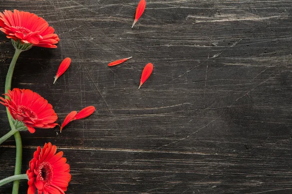 Trzy kwiaty czerwone gerber z latania płatki vintage, czarny ta — Zdjęcie stockowe