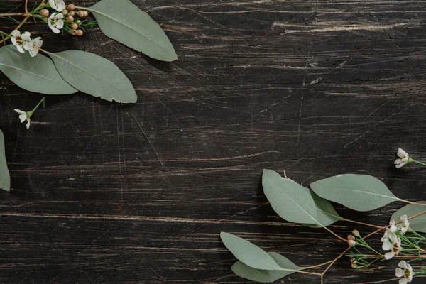 Küçük beyaz çiçeklerle bir çizik yeşil okaliptüs yaprakları