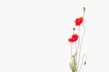 Beyaz arka plan, düz tarafındaki kırmızı haşhaş başkanları yatıyordu