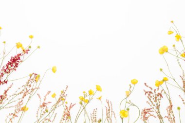 Taze alan düğünçiçekleri diğer çayır bitki üzerinde beyaz backgrou ile