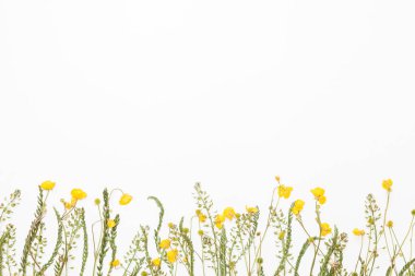 Yaz alan düğünçiçekleri beyaz arka plan üzerinde çayır çiçeklerle,