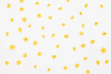 Alan düğünçiçekleri desen, düz beyaz arka plan üzerinde yatıyordu