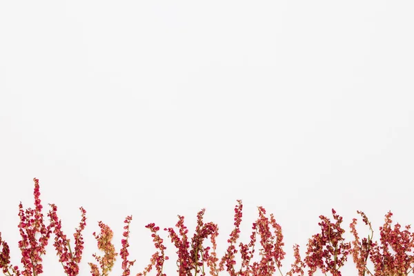 Kırmızı alan çiçek beyaz arka plan, düz dibinde yatıyordu