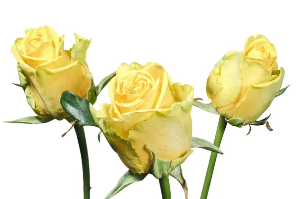 Ramo de tres hermosas rosas amarillas —  Fotos de Stock