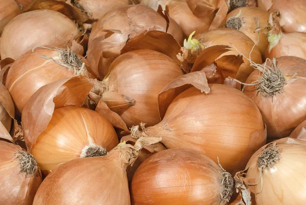 Hnědé cibule se slupkou closeup — Stock fotografie