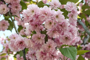 Pembe sakura çiçek çiçek