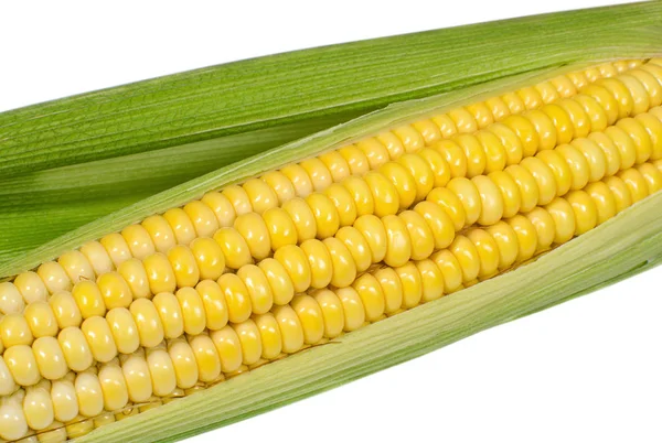 Espiga de milho closeup no fundo branco — Fotografia de Stock