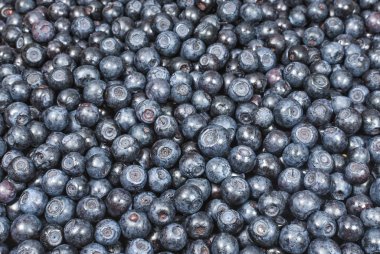 Taze yaban mersini kökenli