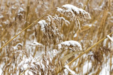 Kuru sazlık karla kaplı 