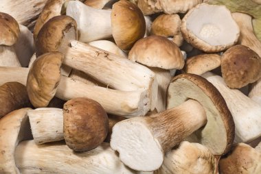 Taze porcini mantar closeup arka plan