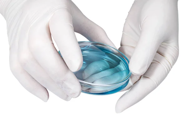 Beyaz lateks eldiven petri dish ile hekimin tıbbi kavramı - eller 