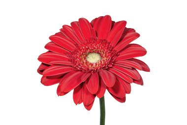 Kırmızı gerbera çiçek portre