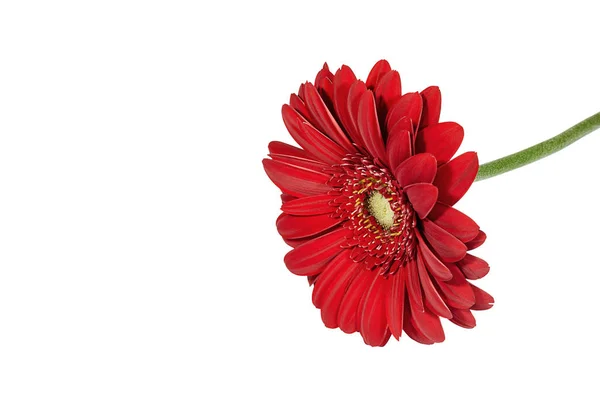 Gerbera Rouge Isolé Sur Fond Blanc — Photo