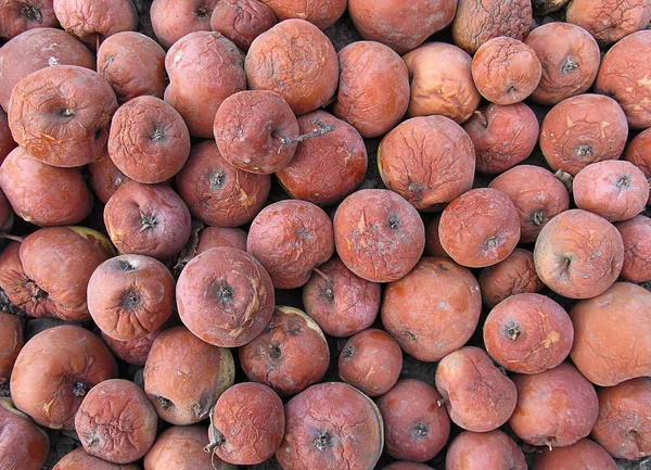 Antecedentes Manzanas Podridas — Foto de Stock