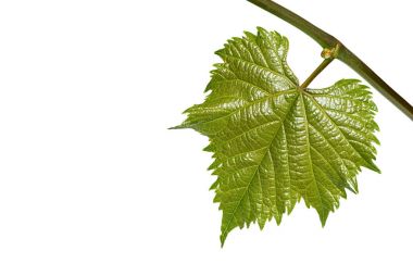 Beyaz arka plan üzerinde şube genç üzüm yaprağı